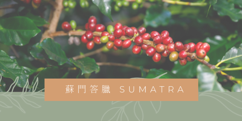 咖啡產地介紹|蘇門答臘 SUMATRA|享SO